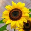 sunflower_09